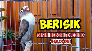 Download BERISIK BIKIN HEBOH LOVEBIRD SEKOLONI, LOVEBIRD NGEKEK PANJANG Fighter, PAS BUAT PANCINGAN LOVEBIRD MP3