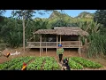 Lagu Gardening, growing vegetables and cooking simple dinners - Living with nature
