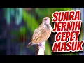 Download Lagu BLACKTHROAT GACOR SUARA JERNIH UNTUK MASTERAN KENARI BAHAN ISIAN MEWAH MERDU EKSKLUSIF