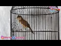 Download Lagu SUARA PANCINGAN BURUNG KERAKBASI ALIS PUTIH GACOR NGEROL NEMBAK | CIKROK TEBU / TROCOK TEBU GACOR