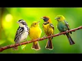 Download Lagu Relaxing Bird Sounds 4K~ Birds Singing Heal Stress, Anxiety And Depression, Heal The Mind