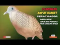 Lagu Perkutut Lokal Gacor Suara Kung Besar Pancingan Semua Perkutut Agar Cepat Bunyi! | Zebra Dove 085
