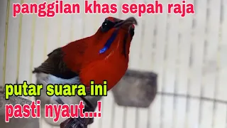 pancingan kolibri sepah raja agar bunyi suara panggilan sepah raja khas alam