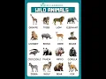 Download Lagu Wild Animals Name English Vocabulary #wild #education #shortsfeed #rmlearning