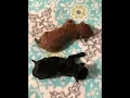 Available puppies from Marjopoodles com