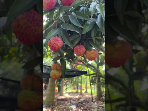 Farm fresh lychee fruit #fypシ #shortsfeed
