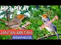 Download Lagu SUARA MP3 PIKAT PRENJAK KEPALA MERAH JANTAN \u0026 BETINA AMPUH MEMANGGIL PRENJAK LAIN