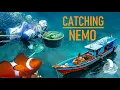Where Aquarium Fish come from | The REAL NEMO STORY | Sailing Florence - Ep.100