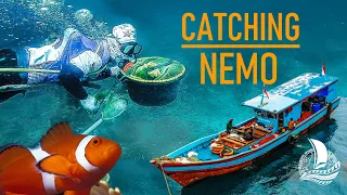 Where Aquarium Fish come from | The REAL NEMO STORY | Sailing Florence – Ep.100