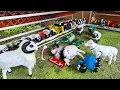 Download Lagu WADIDAU ‼️ POTONG SAPI KURBAN, DOMBA, UNTA \u0026 KAMBING | MANTUL