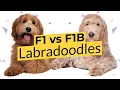 F1 vs F1B Labradoodles - What s The Difference 2022