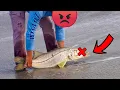 Boyfriend Confronts Reckless Man Killing Big Breeder Fish