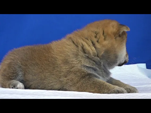 動画