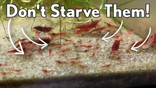 How To Care For Baby Cherry Shrimp