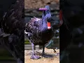 Download Lagu Misteri Angsa Hitam #shorts #AngsaHitam #FaktaHewan #HewanUnik #Wildlife #AnimalFacts