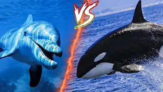 معركة حوت الاوركا ضد الدولفين 