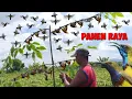 Download Lagu Hujan Burung Di Bawah Triknya Matahari