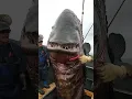 Download Lagu STOP Ignoring These Mysterious Sea Creatures!
