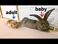 Lagu Flemish Giant Rabbit Meets Lop Rabbit! | Rabbit Bonding Process