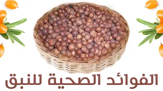 الفوائد الصحية للنبق   نبق السدر  فوائد النبق الرائعة لن تستغني عنه بعد معرفتك لها دندنها