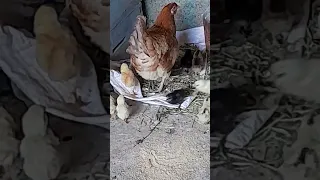 دجاجة تنادي صغارها للنوم 