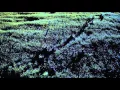 Download Lagu Velociraptors Long Grass
