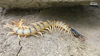 ام اربعة واربعين ما هي أسباب وجودها في المنازل وهل تشكل خطر ا على الإنسان إليك بعض المعلومات عنها  ام اربعة واربعين ما هي أسباب وجودها في المنازل وهل تشكل خطر ا على الإنسان إليك بعض المعلومات عنها