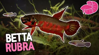 Download Wild Betta Rubra - New Species Spawning and Lots of Fry! MP3