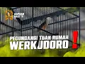 Lagu Traged! Pecundangi Tuan Rumah Cendet WERKUDORO Borong Piala tous diTiket Utama Kopdar#2 CMBB Bali