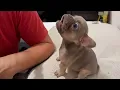 Cute Puppies Caught Being Absolutely Ridiculous Funny Dog s