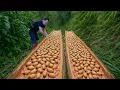 Download Lagu CEO uses Caryota mitis for roofing, cooking | Building houses for firewood