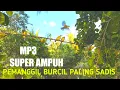 Download Lagu MIKAT PLECI Pakai Suara Pikat Pleci Paling Ampuh