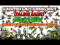 Download Lagu SUARA PIKAT MP3 BURUNG KUTILANG RIBUT‼TRUCUK KEJEPIT DAN BURCIL SANGAT AMPUH #mp3burung #mp3pikat