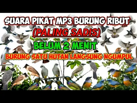 Download MP3 SUARA PIKAT MP3 BURUNG KUTILANG RIBUT‼TRUCUK KEJEPIT DAN BURCIL SANGAT AMPUH #mp3burung #mp3pikat