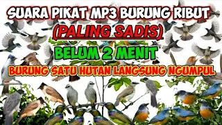 SUARA PIKAT MP3 BURUNG KUTILANG RIBUT‼TRUCUK KEJEPIT DAN BURCIL SANGAT AMPUH #mp3burung #mp3pikat