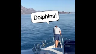 Dolphins on Noeta’s Bow! #mvnoeta #seaofcortez #dolphins 🐬