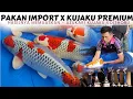 Download Lagu Hasilnya Istimewa❗Kujaku Dari Pusat Hikari Indonesia Mantap | Penjurian Azukari Koithoru Blitar