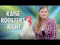 How to Raise Roosters to be Gentlemen and Not Thugs
