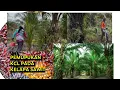 Download Lagu PEMUPUKAN SAWIT DENGAN PUPUK KCL MENGHASILKAN PANEN BERLIMPAH (katanya)