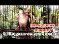 Download Lagu Trucukan gacor isian cucak jenggot ini Ampuh bikin semua trucuk nyaut seketika