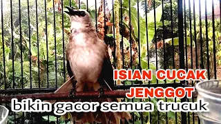 trucukan gacor isian cucak jenggot ini ampuh bikin semua trucuk nyaut seketika