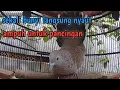 Download Lagu Perkutut lokal gacor suara lelah ampuh untuk pancingan.