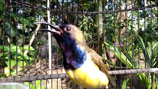 sogok ontong gacor dor ngerol nembak panjang cocok untuk masteran