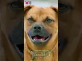 Download Lagu Naslen Dubbing For Valatty - Tale of Tails | Vijay Babu | Friday Film House