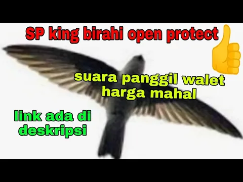 Download MP3 SP HARGA MAHAL OPEN PROTECT, SP KING BIRAHI