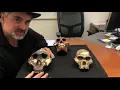 Human Evolution Australopithecines