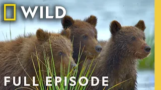 Never-Before-Seen Wildlife Footage (Full Episode) | America the Beautiful | Nat Geo Animals