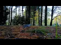 Squirrel Forest Animal No Copyright