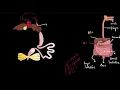 Frog digestive system Structural organisation in animals Class 11 Biology Khan Academy