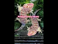Download Lagu Tiga Suara Tekek+satu suara kucing hiburan yok kita tonton jgn lupa di like dan di Subscribe makasih